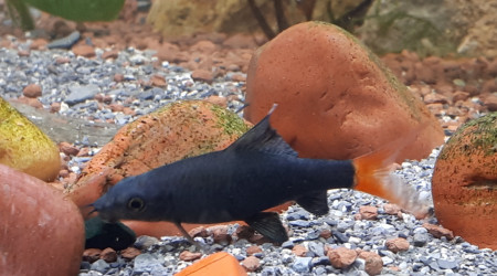 Labeo et spiruline :)