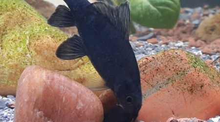 Epalzeorhynchos bicolor