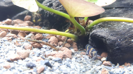 Kuhlii sort la tête de sa cachette