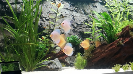 Petits Discus