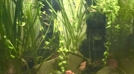 aquarium Little jungle