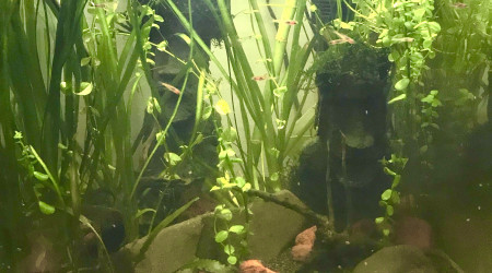 aquarium Little jungle