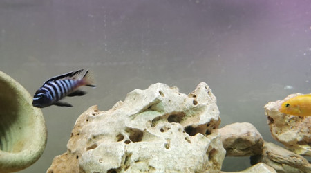 12.08  saulosi en incub