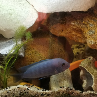 aquariophile sonny-pavelkova