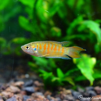 aquariophile Santtora