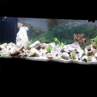 aquariophile Tetraodon