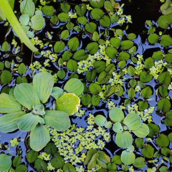 aquariophile florent-liegeois