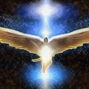 aquariophile perlizor-cat