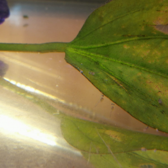 aquariophile aktion4