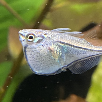 aquariophile Laulodu76