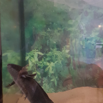 aquariophile paul-foltzer