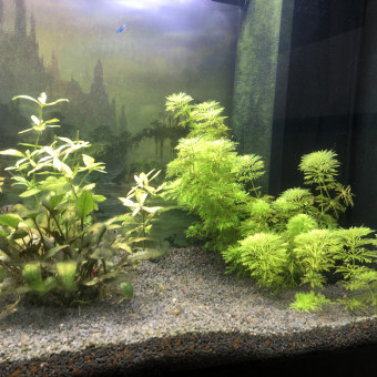 aquariophile rthurito