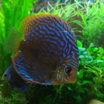 aquariophile kamuro69