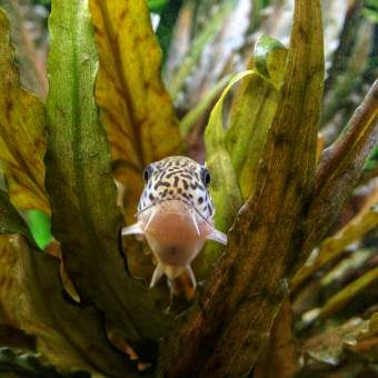 aquariophile Quentin_rchd