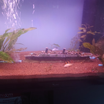 aquariophile Toto54