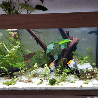 aquariophile ZouzouSam