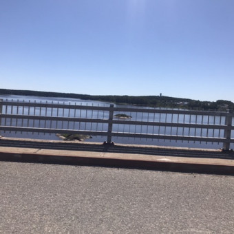 aquariophile SavvyPompano58