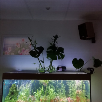 aquariophile AlCar