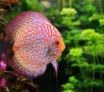 aquariophile Guppy47