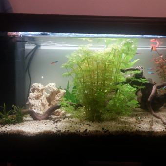 aquariophile Panduna