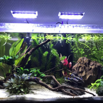 aquariophile Pouyo76