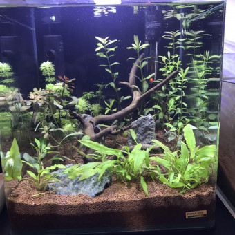 aquariophile Mateuf