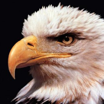 aquariophile plantambrouille