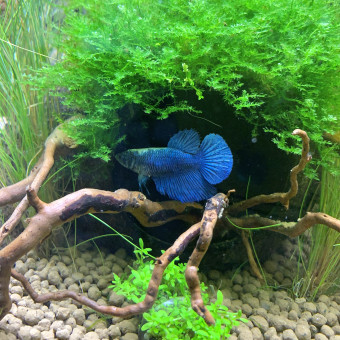 aquariophile AudreyR