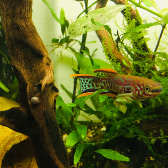 aquariophile Nmeca