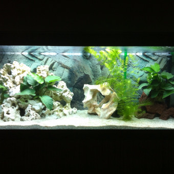 aquariophile Juju-56