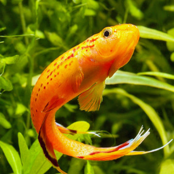 aquariophile Noobinfish