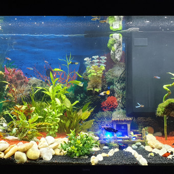 aquariophile Phiphi