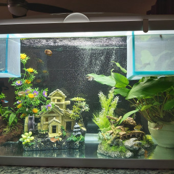 aquariophile Capucine15