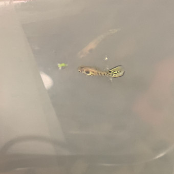 aquariophile nono667