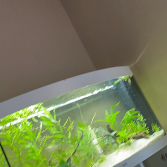 aquariophile ellys-al-berta