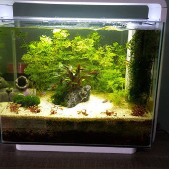 aquariophile clement-mortellet-courtin