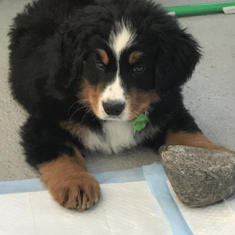 aquariophile Tobifish