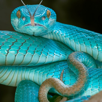 aquariophile terrarium_compagnie