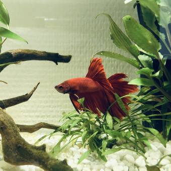 aquariophile Pagoline