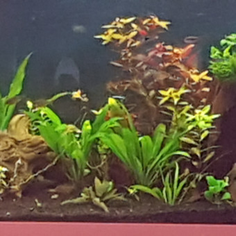 aquariophile Lyloo