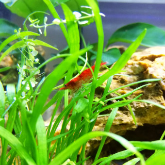 aquariophile Quintin0