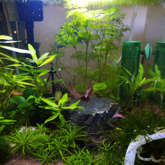 aquariophile Kikicot52