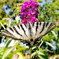 aquariophile emmanuelle-gaston