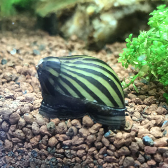 aquariophile Vincent66700