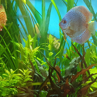 aquariophile Lena