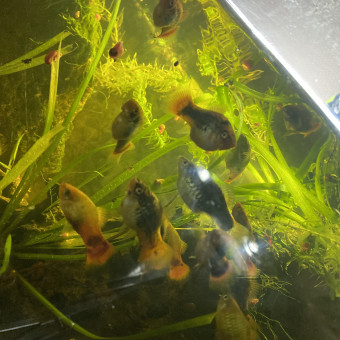 aquariophile dylan-paqui