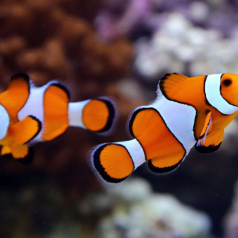 aquariophile Badin