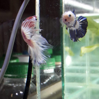 aquariophile Monsteurmob