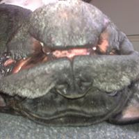 aquariophile yohann-lautier