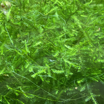 aquariophile vincent-perrot
